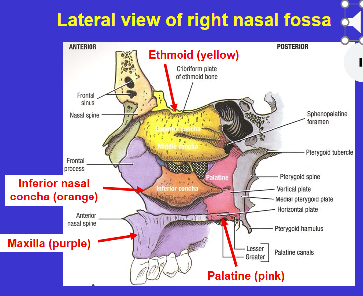 <p>Inferior nasal concha bone (separate bone that’s covered in mucus membrane to humidify the air)</p>