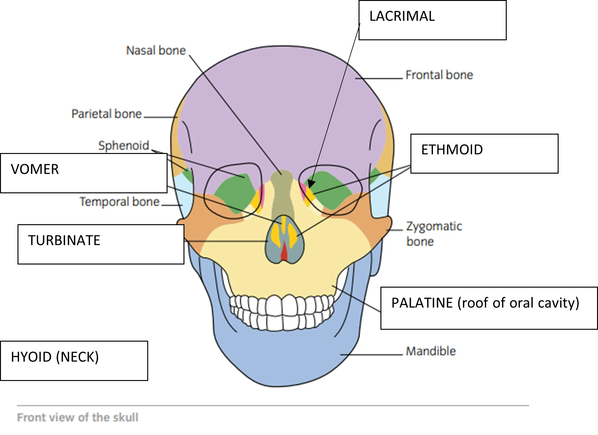 <p>Temporal,parietal,occipital,frontal,ethmoid,sphenoid </p>
