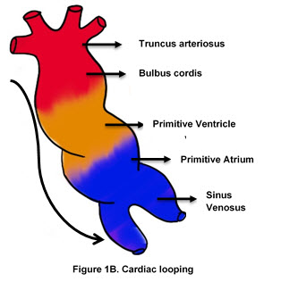<p>The heart starts as a simple, linear tube and undergoes complex looping and septation to form the four-chambered heart.</p><ol><li><p>heart starts as a simple, linear tube </p></li><li><p>complex looping </p></li><li><p>separation to form the four chambered heart. </p></li></ol><p class="ds-markdown-paragraph"><strong>A. Heart Chambers </strong><br>The <span style="color: blue;">primitive heart tube</span> has five regions (attached picture): </p><ol><li><p class="ds-markdown-paragraph"><strong>Truncus Arteriosus</strong></p></li><li><p class="ds-markdown-paragraph"><strong>Bulbus Cordis</strong></p></li><li><p class="ds-markdown-paragraph"><strong>Primitive Ventricle</strong></p></li><li><p class="ds-markdown-paragraph"><strong>Primitive Atrium</strong></p></li><li><p class="ds-markdown-paragraph"><strong>Sinus Venosus</strong>. </p><p class="ds-markdown-paragraph">As the heart tube elongates and bends (cardiac looping), it forms a U-shaped structure, bringing the future chambers into their correct anatomical positions. The bulbus cordis is incorporated into the ventricles to form the <strong>conus arteriosus</strong> (outflow tract) of the right ventricle and the <strong>aortic vestibule</strong> of the left ventricle.</p></li></ol><p class="ds-markdown-paragraph"><strong>B. Septation (Partitioning):</strong><br>This process occurs between the 4th and 7th weeks and involves the growth of tissue masses that fuse to divide the heart.</p><ul><li><p class="ds-markdown-paragraph"><strong>Atrial Septation:</strong></p><ol><li><p class="ds-markdown-paragraph"><strong>Septum Primum:</strong> A sickle-shaped crest grows from the roof of the common atrium towards the endocardial cushions. The opening between its lower edge and the cushions is the <strong>ostium primum</strong>.</p></li><li><p class="ds-markdown-paragraph"><strong>Ostium Secundum:</strong> Before septum primum closes the ostium primum, programmed cell death creates perforations in its upper portion, forming the <strong>ostium secundum</strong>.</p></li><li><p class="ds-markdown-paragraph"><strong>Septum Secundum:</strong> A thicker, muscular septum grows to the right of septum primum. It leaves an oval-shaped opening called the <strong>foramen ovale</strong>. The foramen ovale allows right-to-left shunting of blood in the fetus. The thin, flexible septum primum acts as a one-way valve.</p></li></ol></li><li><p class="ds-markdown-paragraph"><strong>Ventricular Septation:</strong></p><ol><li><p class="ds-markdown-paragraph"><strong>Muscular Interventricular Septum:</strong> A muscular ridge grows upward from the floor of the primitive ventricle.</p></li><li><p class="ds-markdown-paragraph"><strong>Endocardial Cushions:</strong> Tissue proliferations in the AV canal (superior and inferior endocardial cushions) fuse to form the AV septum, dividing the common AV canal into right and left orifices.</p></li><li><p class="ds-markdown-paragraph"><strong>Membranous Septum:</strong> The final closure of the interventricular foramen (between the muscular septum and the fused endocardial cushions) is achieved by tissue from the right and left bulbar ridges and the AV cushions. This forms the thin <strong>membranous part of the interventricular septum</strong>.</p></li></ol></li><li><p class="ds-markdown-paragraph"><strong>Division of the Outflow Tract (Truncus Arteriosus):</strong></p><ol><li><p class="ds-markdown-paragraph"><strong>Bulbar Ridges:</strong> A pair of opposing ridges (neural crest cell-derived) spiral within the truncus arteriosus and the conus cordis.</p></li><li><p class="ds-markdown-paragraph"><strong>Aorticopulmonary Septum:</strong> These ridges grow toward each other and fuse, forming a spiral <strong>aorticopulmonary septum</strong>. This divides the truncus into the <strong>aorta</strong> and <strong>pulmonary trunk</strong> and ensures the right ventricle connects to the pulmonary artery and the left ventricle to the aorta.</p></li></ol></li></ul><p class="ds-markdown-paragraph"><strong>C. Valve Development:</strong></p><ul><li><p class="ds-markdown-paragraph"><strong>Semilunar Valves (Aortic &amp; Pulmonary):</strong> Develop from three swellings of subendocardial tissue at the orifices of the aorta and pulmonary trunk. These swellings hollow out and reshape to form the three thin-walled, cup-shaped leaflets of each valve.</p></li><li><p class="ds-markdown-paragraph"><strong>Atrioventricular Valves (Tricuspid &amp; Mitral):</strong> After the AV canals are divided, the valves form from localized proliferations of tissue around the orifice. The connective tissue of the valves hollows out on the ventricular side, leaving thin leaflets connected to the papillary muscles via the chordae tendineae.</p></li></ul><div data-type="horizontalRule"><hr></div><p><strong>3. Partitioning of the Great Vessels</strong></p><p class="ds-markdown-paragraph">This process is directly linked to the septation of the outflow tract, as described above.</p><ul><li><p class="ds-markdown-paragraph">The <strong>truncus arteriosus</strong> is the common outflow vessel of the primitive heart.</p></li><li><p class="ds-markdown-paragraph"><strong>Neural crest cells</strong> migrate into the truncus arteriosus and conus cordis and form the <strong>bulbar and truncal ridges</strong>.</p></li><li><p class="ds-markdown-paragraph">These ridges fuse to form the <strong>spiral aorticopulmonary septum</strong>. The spiral nature of this septum is why the pulmonary artery twists around the aorta.</p></li><li><p class="ds-markdown-paragraph">This septum divides the single great vessel into two: the <strong>aorta</strong> (from the left ventricle) and the <strong>pulmonary trunk</strong> (from the right ventricle).</p></li></ul><p></p>