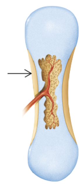 <p>Which bone-forming process is shown in the figure?</p>