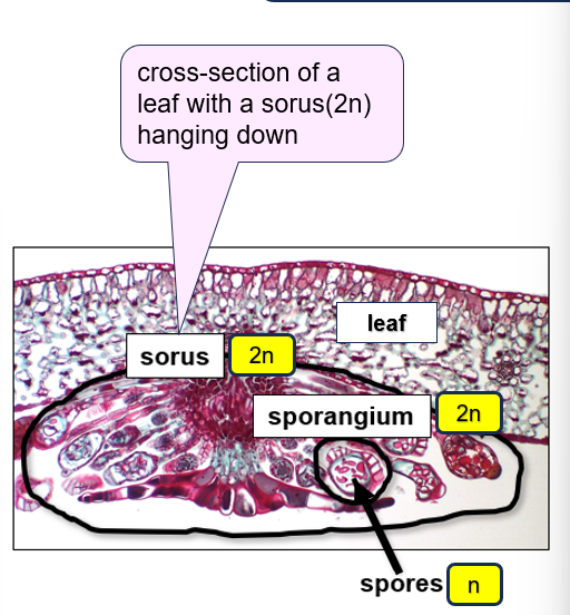 <p>Gametophyte (n) - haploid</p><ul><li><p>antheridia: sperms that has flagella</p></li><li><p>archegonia: eggs waiting for sperm for fertilization</p></li><li><p>rhizoids: hair like projections for anchoring</p></li></ul><p>Sporophyte (2n) - diploid</p><ul><li><p>Sorus: cluster of sporangia (found underside of leaf)</p></li><li><p>purplish looking cross-sections</p></li></ul><p></p>