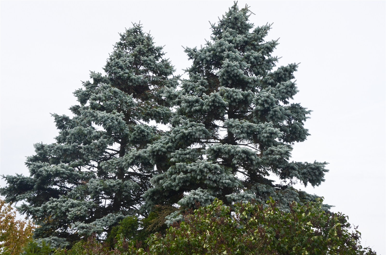 Picea pungens Glauca-gruppen  h:20 b:7