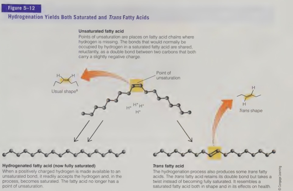 <ul><li><p>hydrogen attaches at the points of unsaturation (double bond) and the fatty acid becomes saturated (no longer has a double bond). makes fatty acid more solid at room temperature and increases shelf life</p></li></ul><p></p>