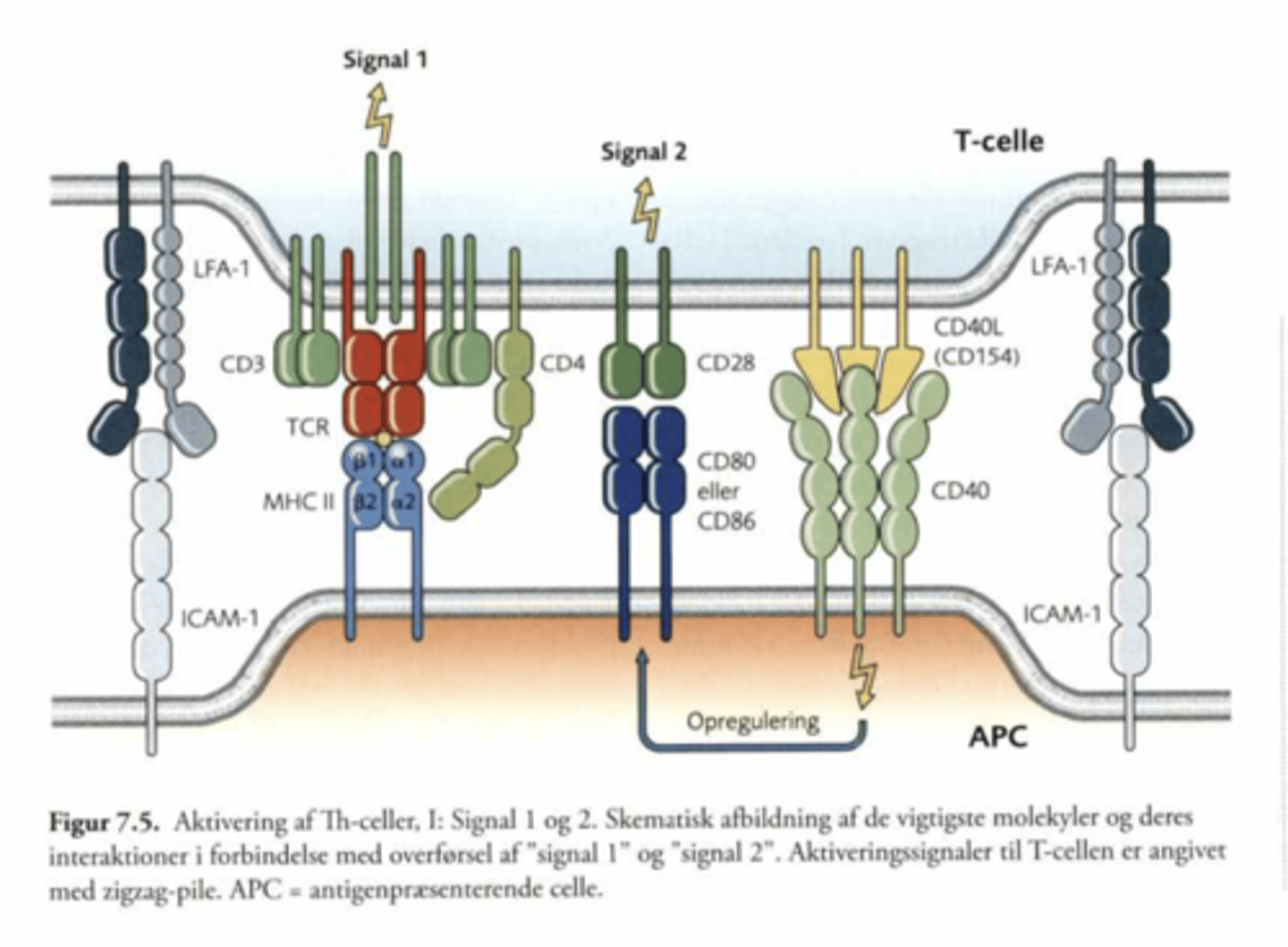 <p>Signal 1: Antigengenkendelse</p><p>Signal 2: Kostimulation</p><p>Signal 3: Cytokinmiljø</p>