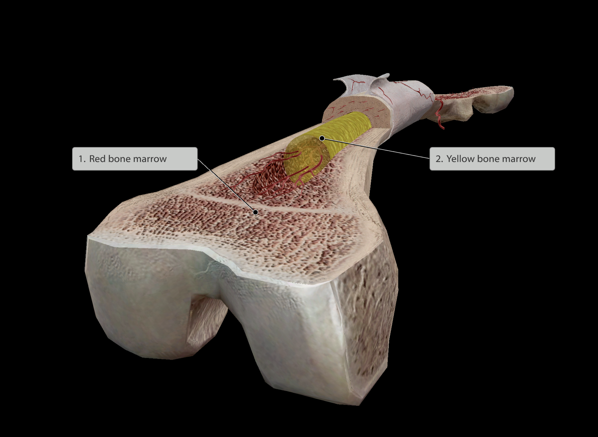 <p><strong><mark data-color="yellow" style="background-color: yellow; color: inherit;">Support</mark></strong></p><ul><li><p>provides a base frame for other body systems to attach and be supported by</p></li></ul><p><strong><mark data-color="yellow" style="background-color: yellow; color: inherit;">Anchorage</mark></strong></p><ul><li><p>Skeletal muscles connect to bones via tendons, pulling the bones to facilitate movement</p></li></ul><p><strong><mark data-color="yellow" style="background-color: yellow; color: inherit;">Protection</mark></strong></p><ul><li><p>The rigidity of bones allow them to protect other soft tissue/organs. (e.g skull protects bone, ribs protect heart &amp; lungs)</p></li></ul><p><strong><mark data-color="yellow" style="background-color: yellow; color: inherit;">Mineral storage</mark></strong></p><ul><li><p><strong>Calcium</strong> &amp; <strong>phosphate</strong> is stored within bones (calcium hydroxyapatite), which can be released when needed by other organs (Ca<sup>2+</sup> &amp; PO<sub>4</sub><sup>3-</sup> ions)</p><ul><li><p><strong>Muscles and neurons</strong> use calcium to contract/propagate action</p></li><li><p><strong>DNA</strong> requires phosphate ion (phosphodiester bonds in the sugar-phosphate backbone)</p></li></ul></li></ul><p><strong><mark data-color="yellow" style="background-color: yellow; color: inherit;">Hematopoiesis</mark></strong></p><ul><li><p><em><u>‘hemato’</u></em> - blood</p></li><li><p><em><u>‘poiesis’</u></em> - Greek for “to make”</p></li><li><p><strong>Red bone marrow</strong> stored within the spongy bone is the cite of blood cell formation</p></li><li><p>Usually occurs at the <strong>end</strong> of long bones</p></li></ul><p><strong><mark data-color="yellow" style="background-color: yellow; color: inherit;">Fat storage</mark></strong></p><ul><li><p><strong>Yellow bone marrow</strong></p></li><li><p>Stored usually in the middle <strong>shaft</strong> of bones</p></li></ul><p><strong><mark data-color="yellow" style="background-color: yellow; color: inherit;">Hormone: </mark></strong><mark data-color="yellow" style="background-color: yellow; color: inherit;">osteocalcin</mark></p><ul><li><p>Produced in bone</p></li><li><p>Hormones aids with <strong>glucose homeostasis</strong></p></li></ul><img src="https://knowt-user-attachments.s3.amazonaws.com/f7284ce7-8a4c-4e3a-bf7d-2e4bf183788f.png" data-width="100%" data-align="center" alt="ayo stop mogging me"><p></p>