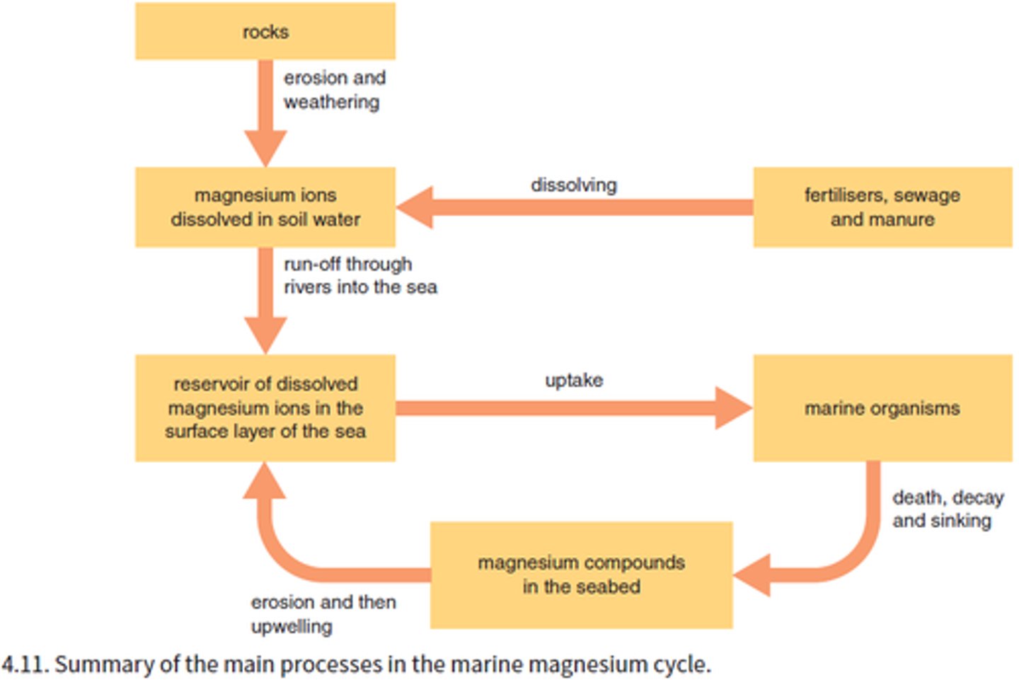 <p>Magnesium comes from rocks and runoff. It is needed to make chlorophyll for photosynthesis. It cycles through food chains and decomposition. Magnesium has a long residence time, so its levels stay steady in seawater.</p>