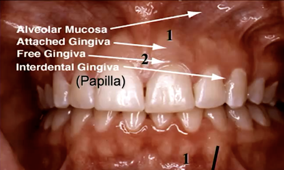 <p>what accounts for the color change betwen alveolar mucosa and attached gingiva?</p>