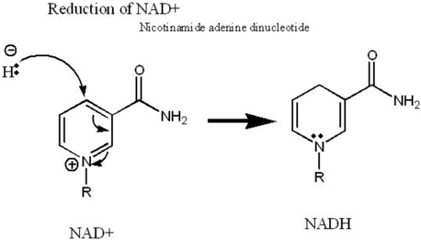 <p>NAD+ and FAD (know how to draw NAD+ and NADH)</p>