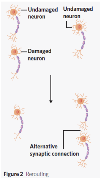 <ul><li><p><span style="background-color: transparent;"><span>A neuron connected to a damaged neuron creates an alternative synaptic connection with an </span><strong><span>undamaged neuron</span></strong></span></p></li><li><p><span style="background-color: transparent;"><span>Reestablishes a </span><strong><span>synaptic connection </span></strong></span></p></li><li><p><span style="background-color: transparent;"><strong><span>restores brain functioning</span></strong><span>.</span></span></p></li></ul><p></p>