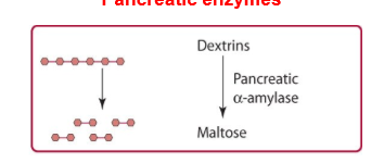 <p>pancreas releases pancreatic alpha amylase which hydrolyzes alpha (1,4) glycosidic bonds. dextrins broken down into maltose into small intestine.</p>