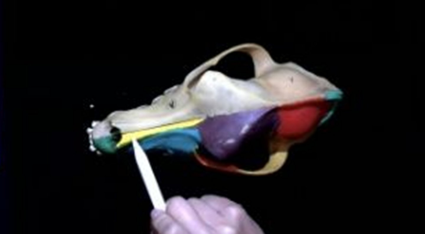 <p>form the bridge of the nose</p>