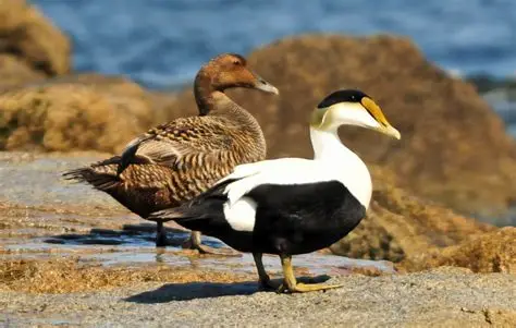<p>Common Eider </p>