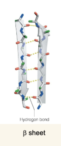 <p>The β Sheet</p>