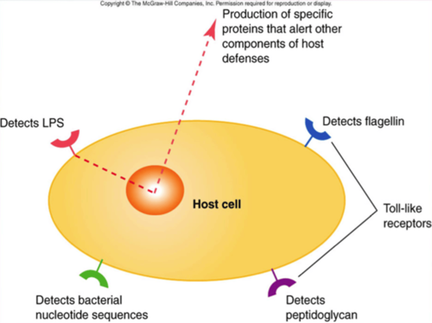 <p>a family of transmembrane receptors present on phagocytes that recognize and bind to molecules on the surface of microorganisms. As a result, they provide one of the earliest signals that an infection is present. TLRs detect a wide range of microorganisms by recognizing evolutionarily conserved surface molecules shared by many microorganisms.</p><p>Binding of the TLR to surface molecules on the pathogen is a signal to the phagocyte to engulf and destroy its target. In addition, phagocytes send a message to the rest of the immune system when a foreign molecule binds to the TLR. Phagocytes release chemical messengers called cytokines that recruit other immune cells to the site of injury or infection. Cytokines, like hormones, provide long-distance communication between cells.</p>