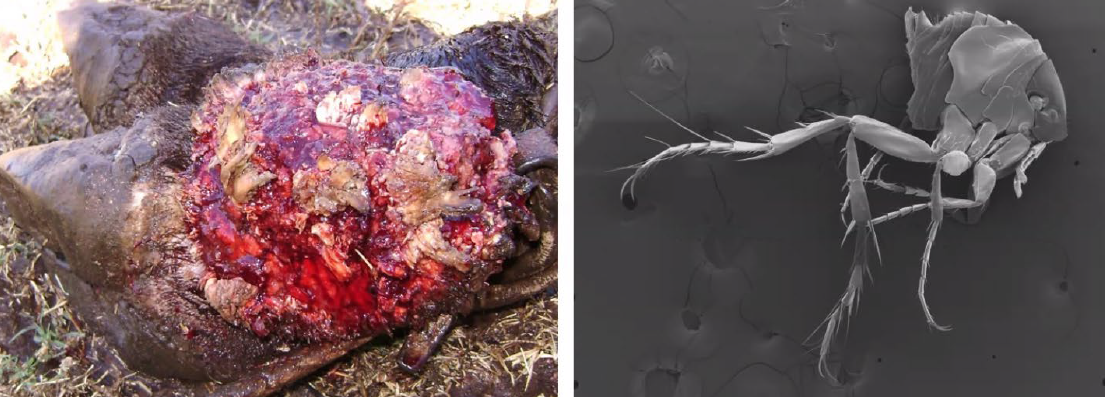 <p>What is the etiology?</p><p>A-Sarcoptes scabei</p><p>B-Psoroptes ovis</p><p>C-Tunga penetrans</p><p>D-Ctenocephalides felis</p>