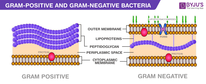 <p>Gram (+) bacteria have a very thick cell wall made mostly of peptidoglycan, while gram (-) bacteria have a much thinner wall.</p>