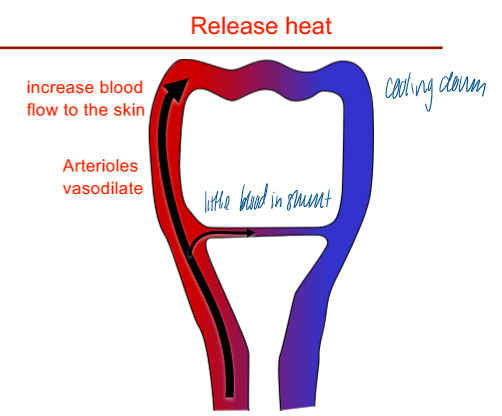 <p>arterioles vasodilate = increase blood flow to the skin </p><ul><li><p>little blood in the shunt to release blood at the skin surface </p></li></ul><p></p>