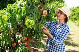 <p>fruit pickers</p>