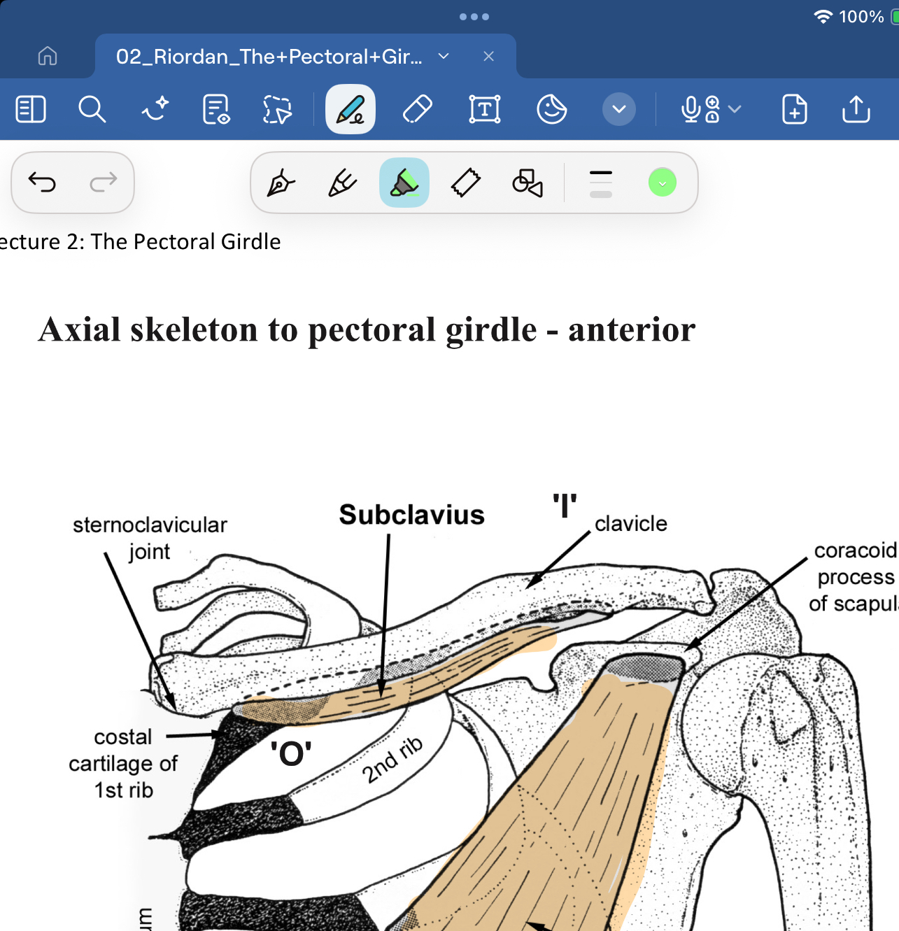 <p>O=costal cartilage of first rib</p><p>I=subclavian groove (inferior clavicle surface)</p><p>A=braces clavicle to prevent it being pulled out from SC joint</p><p>IN=subclavina nerve C5</p>