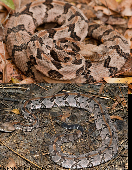 <p>generalists; all of GA; light brown dorsal stripe; light gray or brown; mountain lines pattern</p>