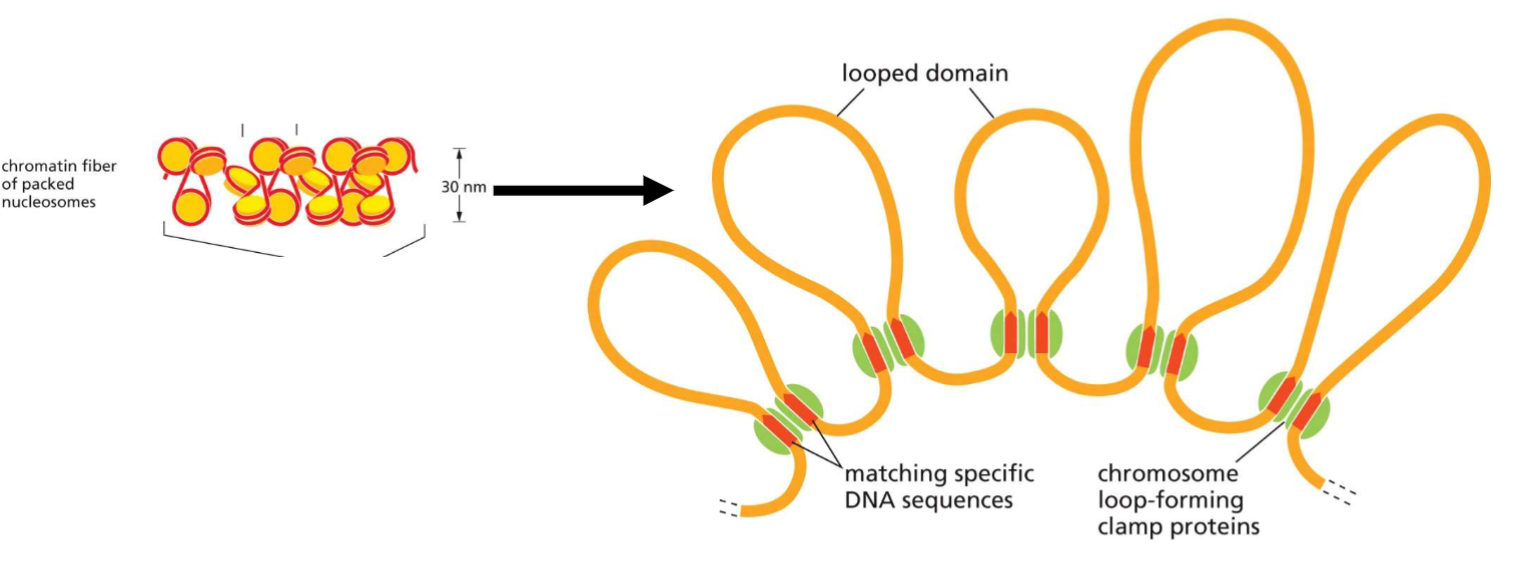 <ul><li><p>non-histone clamp proteins involved in forming chromatin loops</p></li></ul>