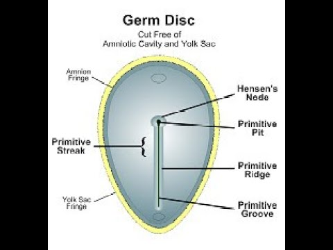 <p>primitive groove, primitive ridge, primitive pit. </p>