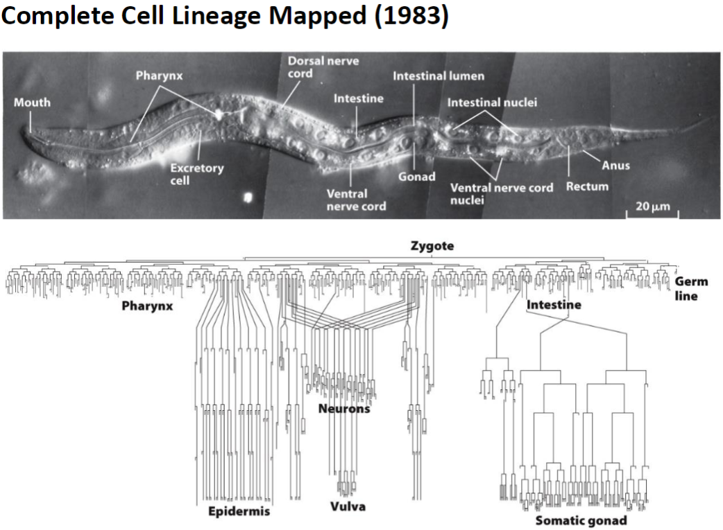 <p><strong>Complete Cell Lineage</strong><br> Mapped in 1983, showing fate of all 1090 somatic cells</p><p><strong>CED Genes</strong><br> Cell death genes identified through genetic studies in C. elegans<br> Regulate which cells undergo apoptosis and which survive</p>
