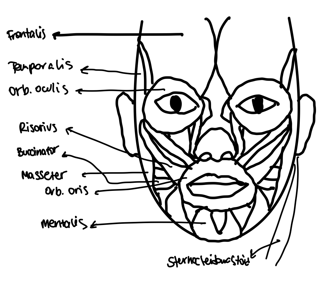 <p>Muscle involved in mastication (chewing).</p>