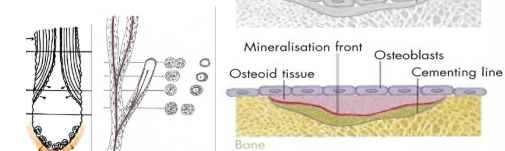 <p>Cellular mechanisms</p><ul><li><p>coordinated action of osteoblasts/clasts</p></li><li><p>bone is excavated - osteoclasts excavate a cylindrical tunnel from a cutting cone (50 micro metres a day) - parallel to other osteons</p></li><li><p>bone is replaced - osteoblasts follow, form concentric lamellae of lamellar bone on walls, surrounding a centrally in-growing blood vessel</p></li><li><p>form a secondary osteon</p></li><li><p>facilitates: change in shape, material, repair of damaged bone, release of mineral ions</p></li></ul><p></p>