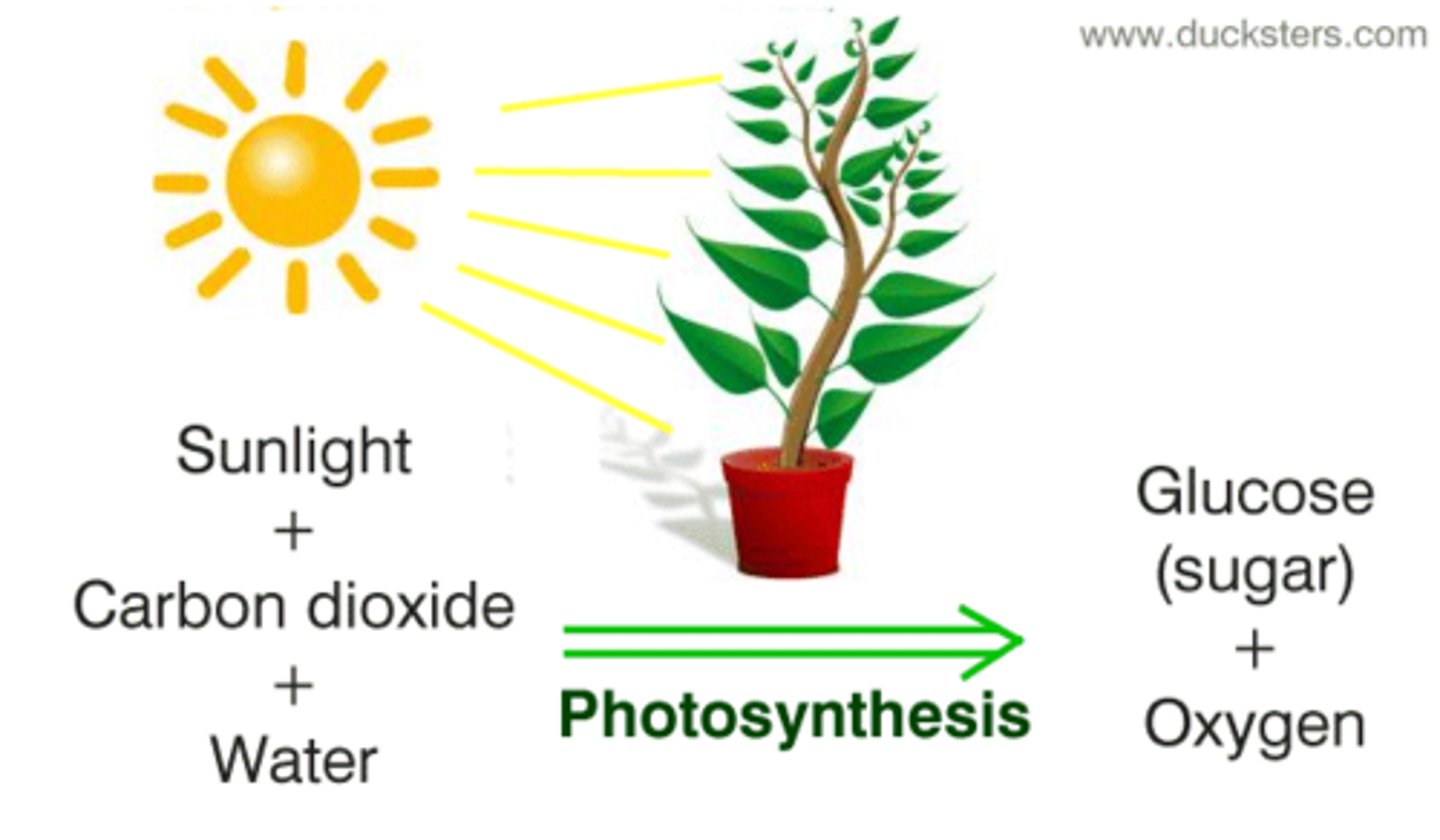 <p>(C) II and III Only</p><p>Fungi and Animals are examples of non-photosynthesizing eukaryotes while Plants are an example of photosynthesizing eukaryotes.</p>
