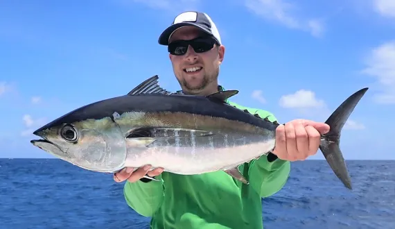 <p>Pectoral fins are relatively long</p><p>can have pale vertical streaks</p><p>metallic blue to a yellowish luster then silver on the bottom</p><p>finlets are dusky with a yellow trace</p><p>second dorsal and anal fins are silver</p>
