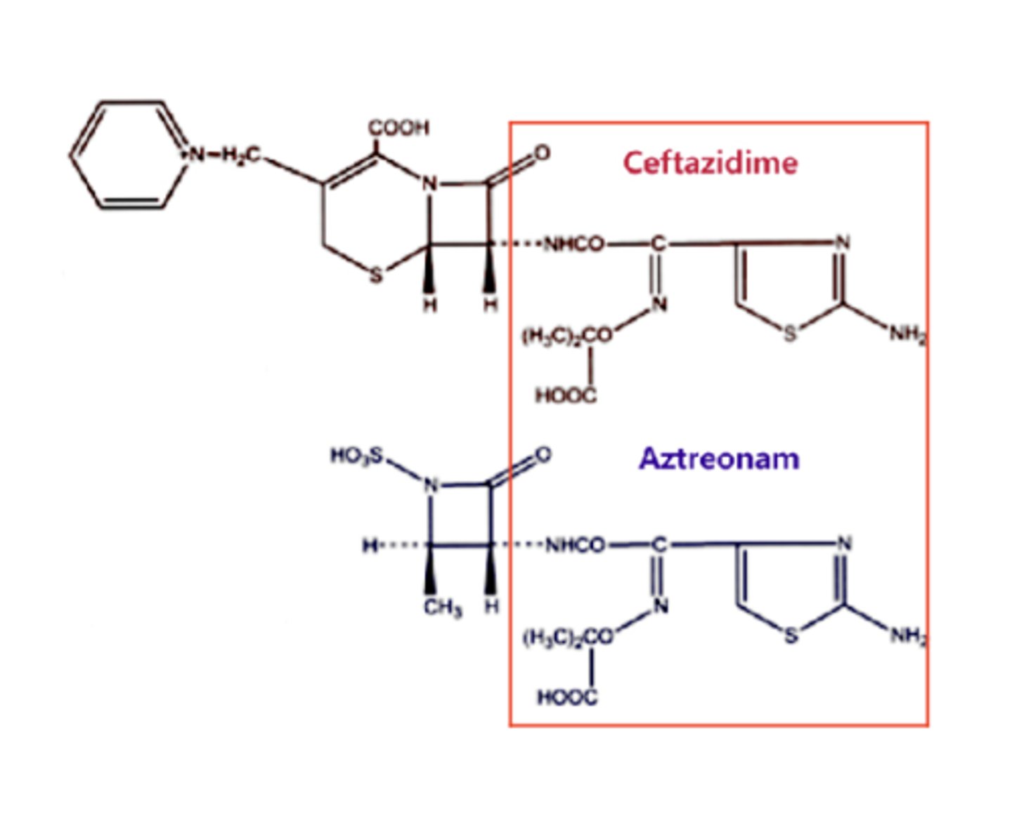 <p>“designer drug” class:</p><p>Aztreonam</p><p>Created to treat Pseudomonas infections in patients with penicillin allergies:</p><p>Only active against Gram - aerobes</p><p>Shares side group with ceftazidime – consequently patients allergic to ceftazidime maybe allergic to aztreonam</p>