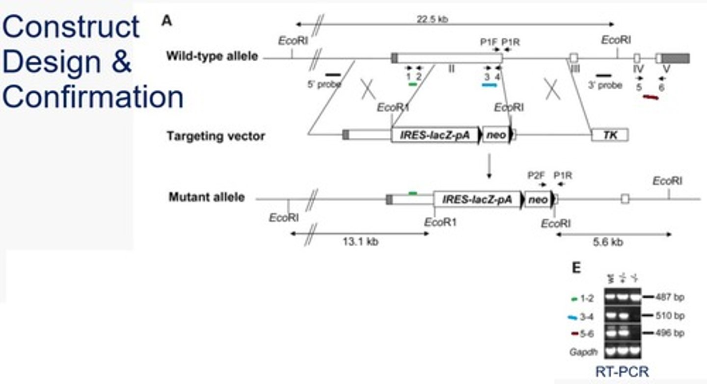 <p>RT-PCR using 3 sets of primers (1&amp;2, 3&amp;4, and 5&amp;6).</p><p>1-2 (5' end of the target gene) - the smallest banding, band will occur on all because it is on the target gene and outside the mutated region</p><p>3-4 (within the target gene, replaced by neomycin resistance in the mutant gene) - band will only occur in the wildtype gene because the primer site is not present in the mutant</p><p>5-6 (3' end of the target gene) - this band will only occur in the wildtype gene because the mutant gene contains transcription termination sites at the end of the LacZ and Neomycin resistance genes, so the 5-6 primer region will not be transcribed and therefore no band will be produced.</p><p>*Gapdh - this control is used because it is a transcriptionally active gene that will be unaffected by the mutation of the gene of interest</p>