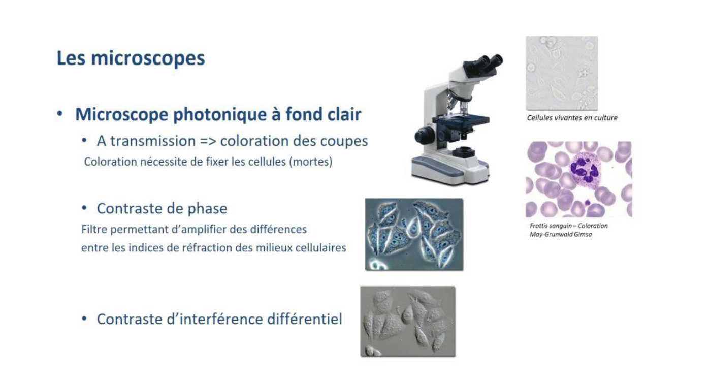 <ol><li><p>Observation en transmission avec coloration</p><ul><li><p>On colore des coupes histologiques pour augmenter le contraste.</p></li><li><p>Cette préparation nécessite de fixer les cellules, donc elles ne sont plus vivantes (cellules mortes).</p></li></ul></li><li><p>Observation en contraste de phase</p><ul><li><p>Grâce à un filtre spécial, les différences d’indices de réfraction des structures cellulaires sont transformées en différences de contraste.</p></li></ul></li><li><p>Observation en contraste d’interférence différentielle (DIC)</p><ul><li><p>Utilise des faisceaux lumineux déphasés pour créer un effet de relief.</p></li><li><p>Améliore la visibilité des structures cellulaires </p></li></ul></li></ol><p></p>