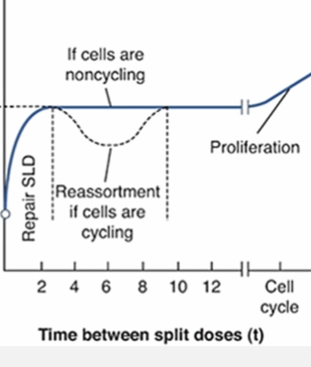 <p>Straight line, experience some repair because repair always happens on some level with low LET</p>