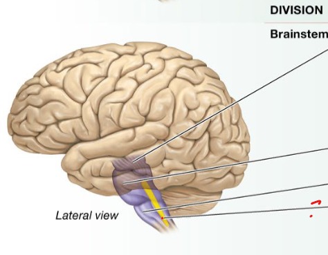 <p>Inside of medulla oblongata, involved in sleep and arousal, pain transmission</p><p>Plays a role in mood regulation</p><p>Maintains homeostasis of many variables</p>