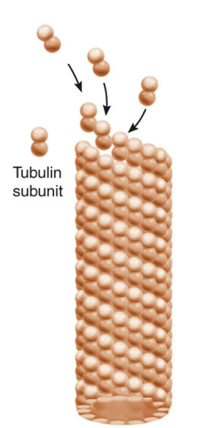 <p>What are microtubules?</p>