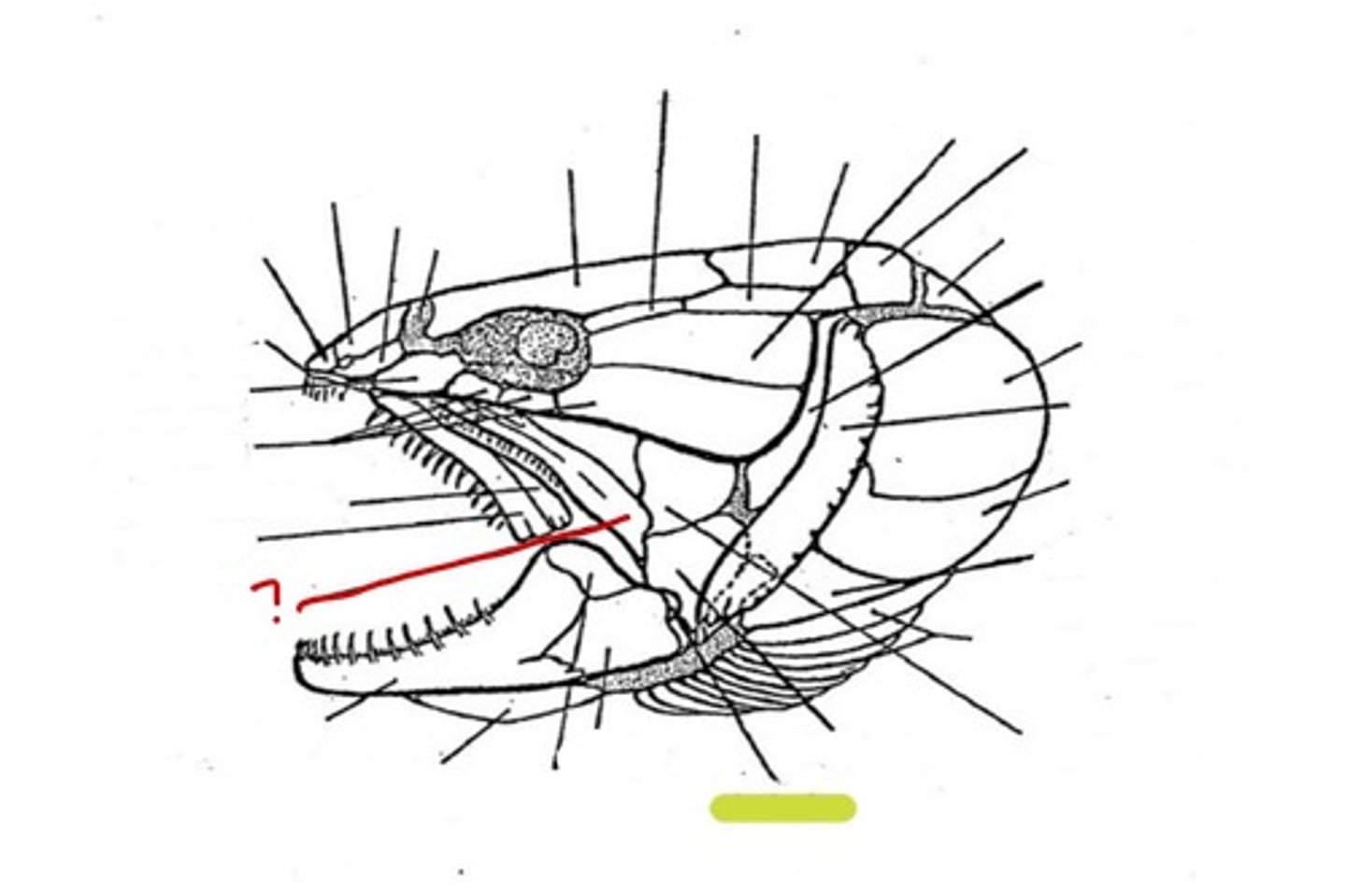<p>What bone is this</p>