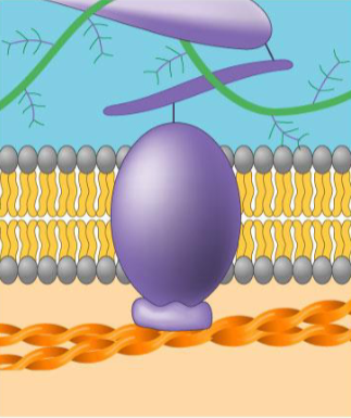 <p>what protein, what purpose?</p>