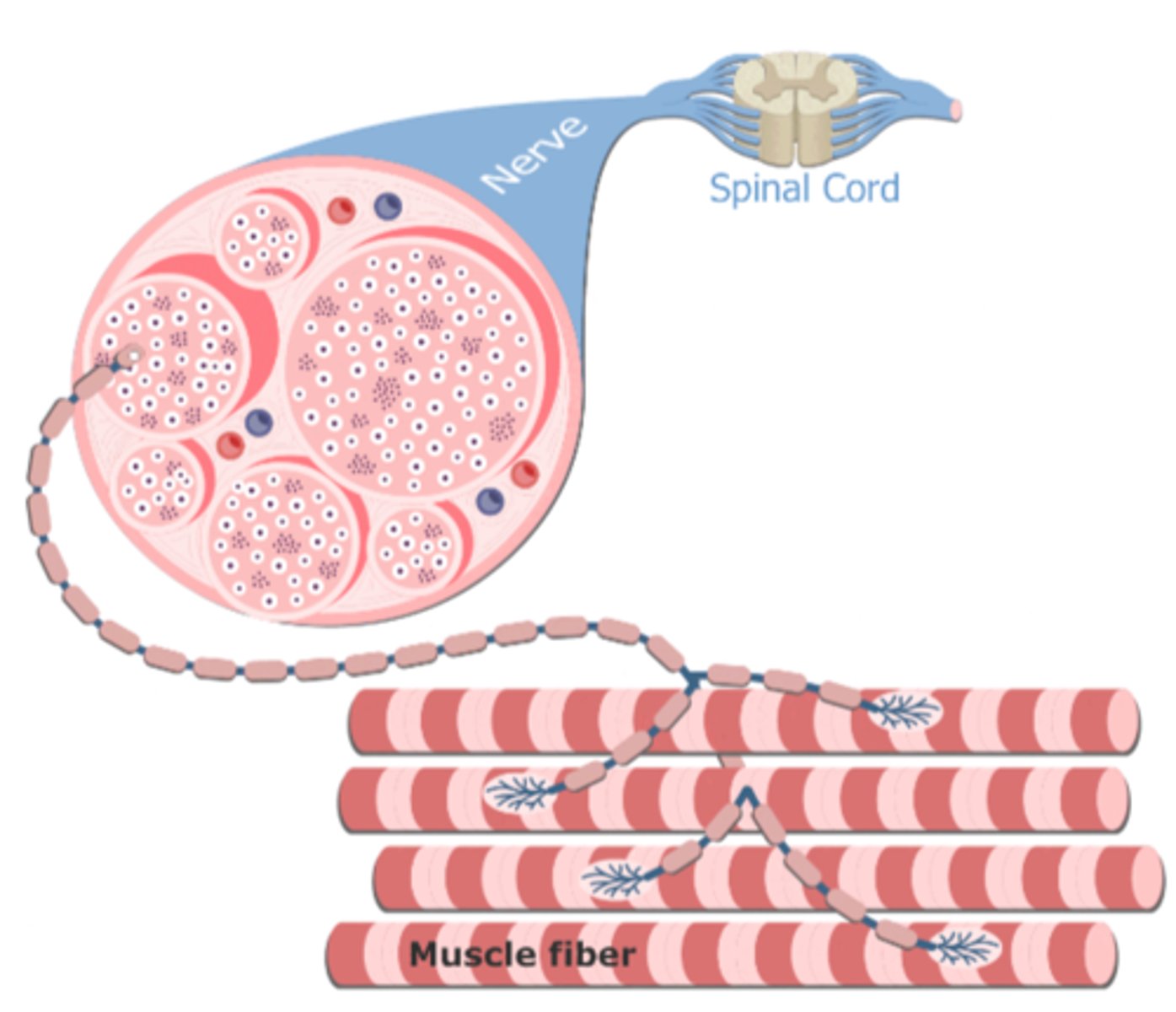 <p>The single motor neuron together with all of the muscle fibres it stimulates (it includes the axon terminal of the motor neuron, neuromuscular junction, muscle fibres and myofibrils)</p>