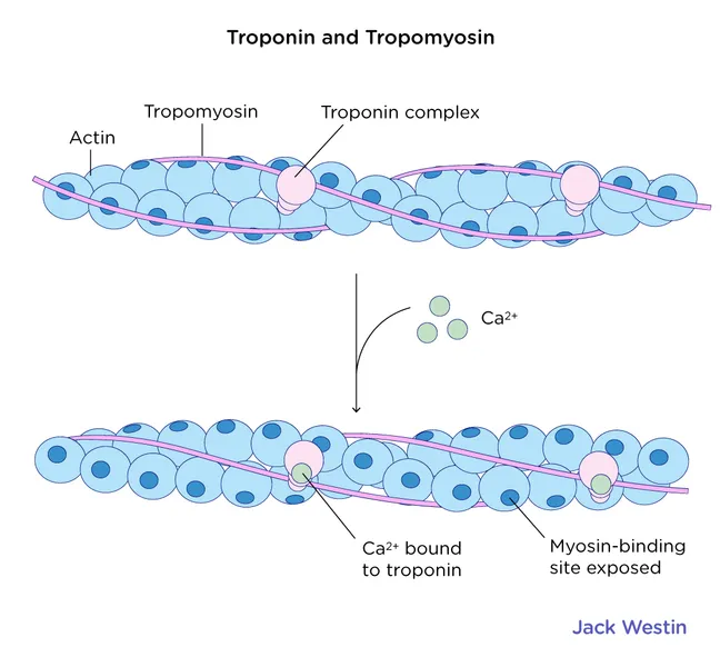 <p>On the outside of the actin strands, there’s a ribbon of a protein called ____</p>