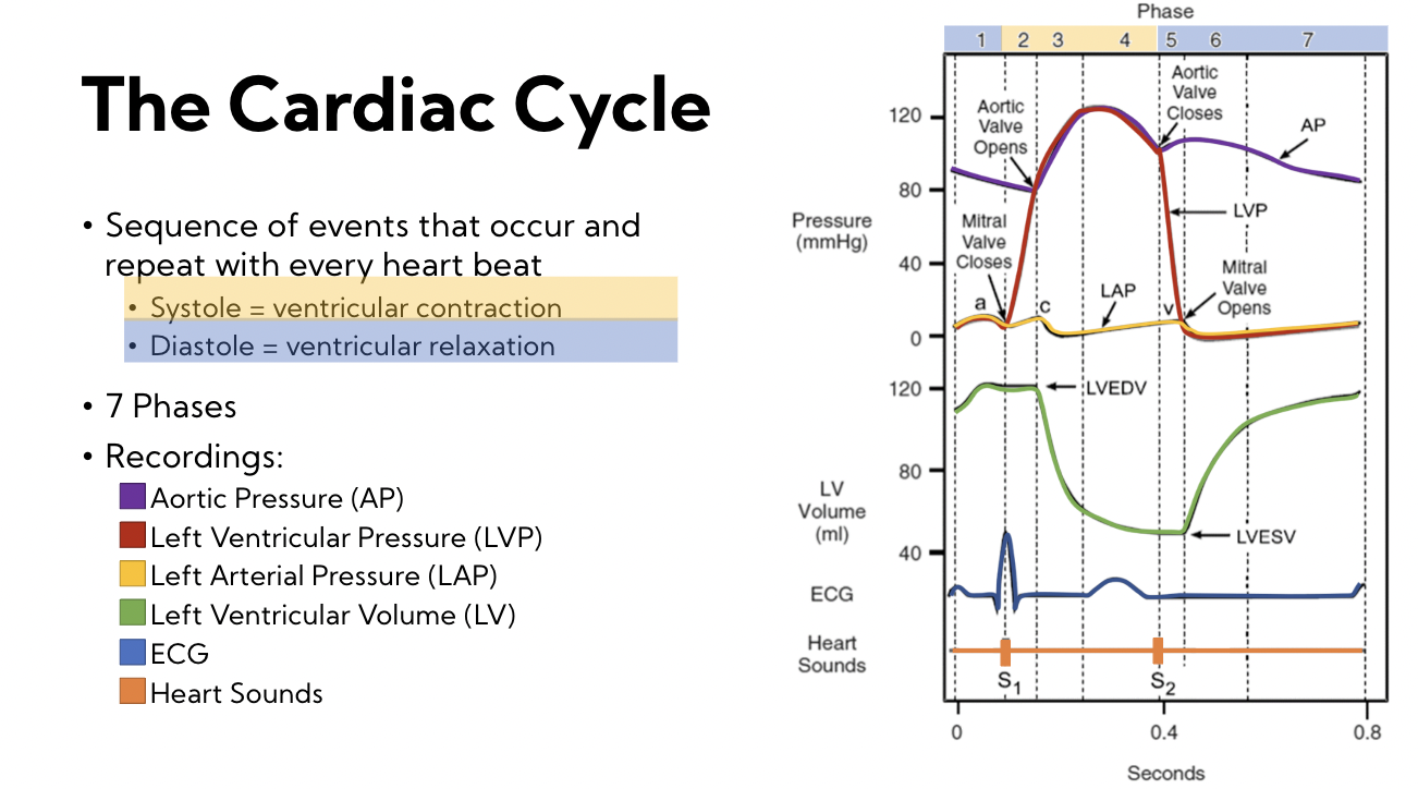 The sequence of events that occur and repeat with every heart beat 

* systole = ventricular contraction 
* Diastole = ventricular relaxation 

\
7 phases 

**Recordings:** 

* Aortic pressure (AP)
* Left ventricular pressure (LVP)
* Left Arterial pressure (LAP)
* Left ventricular volume (LV)
* ECG wave 
* Heart sounds 