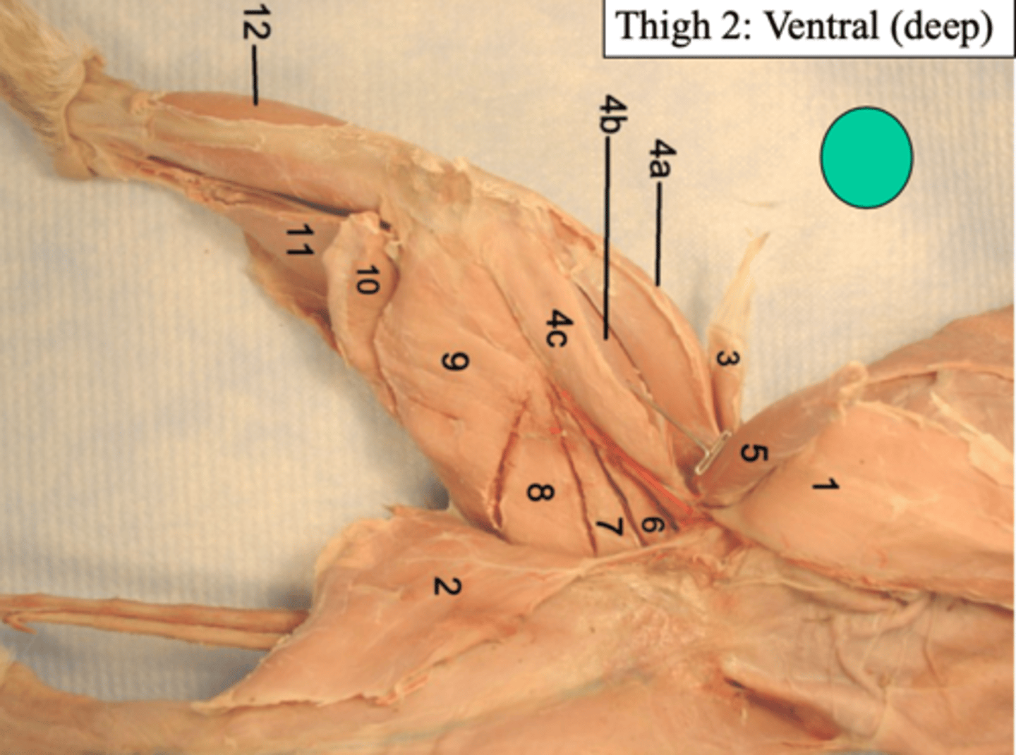 <p>What thigh: ventral (deep) muscle is number 4b?</p>