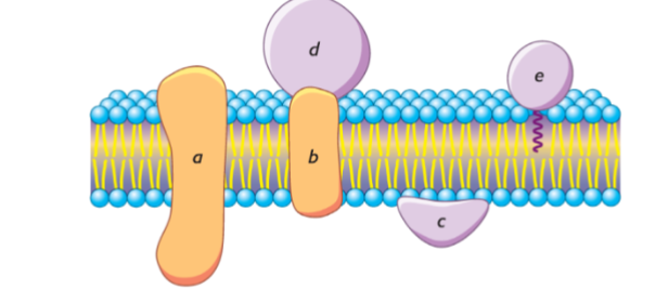 <ul><li><p><strong>Integral membrane proteins</strong> are embedded in the hydrocarbon core of the membrane.</p></li><li><p><strong>Peripheral membrane proteins</strong> are bound to the polar head groups of membrane lipids or to the exposed surfaces of integral membrane proteins.</p></li></ul><p></p><ul><li><p>Some proteins are associated with membranes by<br><strong>attachment to a hydrophobic moiety</strong> that is inserted into<br>the membrane.</p><p><br></p></li></ul>