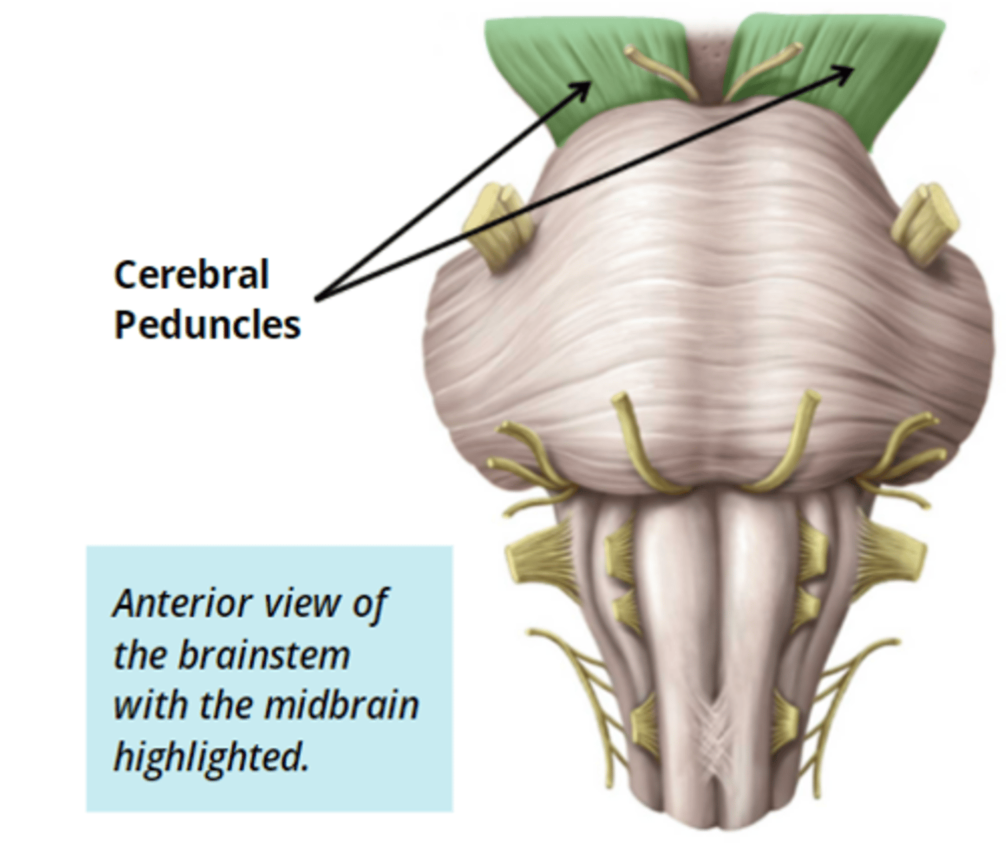 <p>anterior midbrain</p>