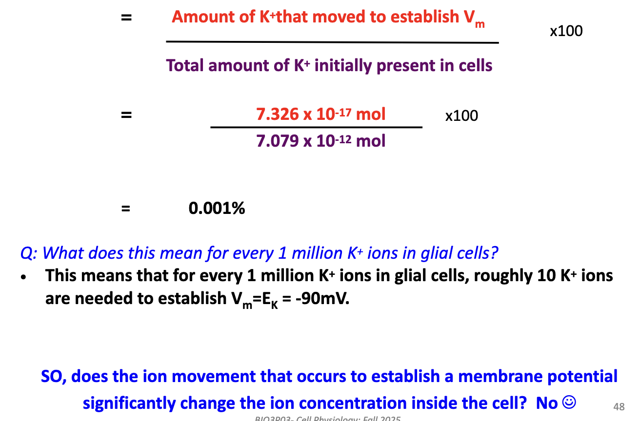 <ul><li><p>% moved = (7.326 × 10⁻¹⁷ mol ÷ 7.079 × 10⁻¹² mol) × 100</p></li><li><p>= <strong>0.001%</strong></p></li><li><p>Meaning: For every <strong>1,000,000 K+ ions</strong>, only <strong>~10 ions</strong> move to establish Vm = EK = −90 mV</p></li><li><p>Conclusion: Ion movement for Vm <strong>does not significantly change [K+] inside the cell</strong></p></li></ul><p></p>