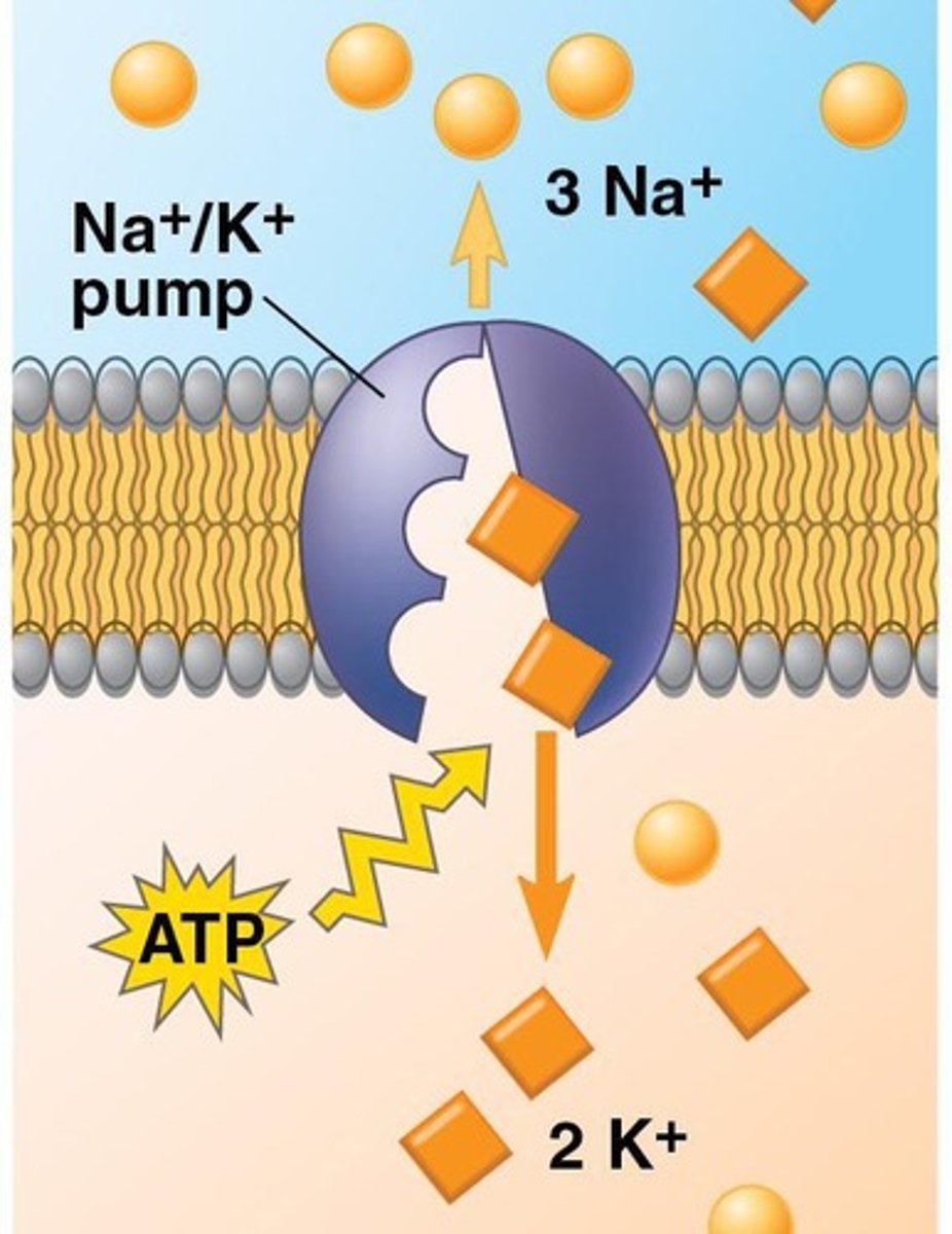 <p>A mechanism that maintains ion gradients by pumping 2 K+ ions in for every 3 Na+ ions out.</p>
