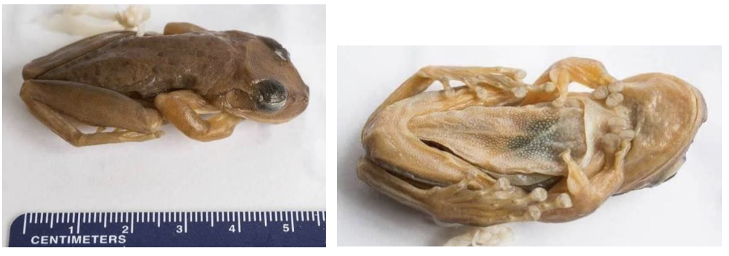 <p>Largest toe pads of treefrogs</p><p>Fused skin on face</p>