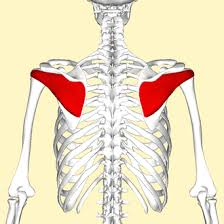 <p>Name this muscle (action, innervation, origin, insertion)</p>
