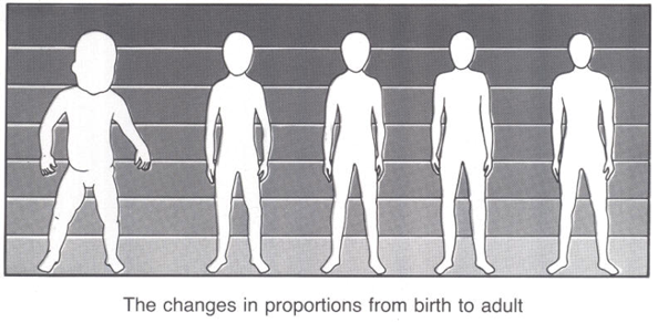 <ul><li><p>Changes from head-heavy, short-legged form at birth to adult proportions</p></li><li><p>Adolescent boys: increase shoulder breadth</p></li><li><p>Adolescent girls: increase shoulder and hip breadth</p></li></ul>